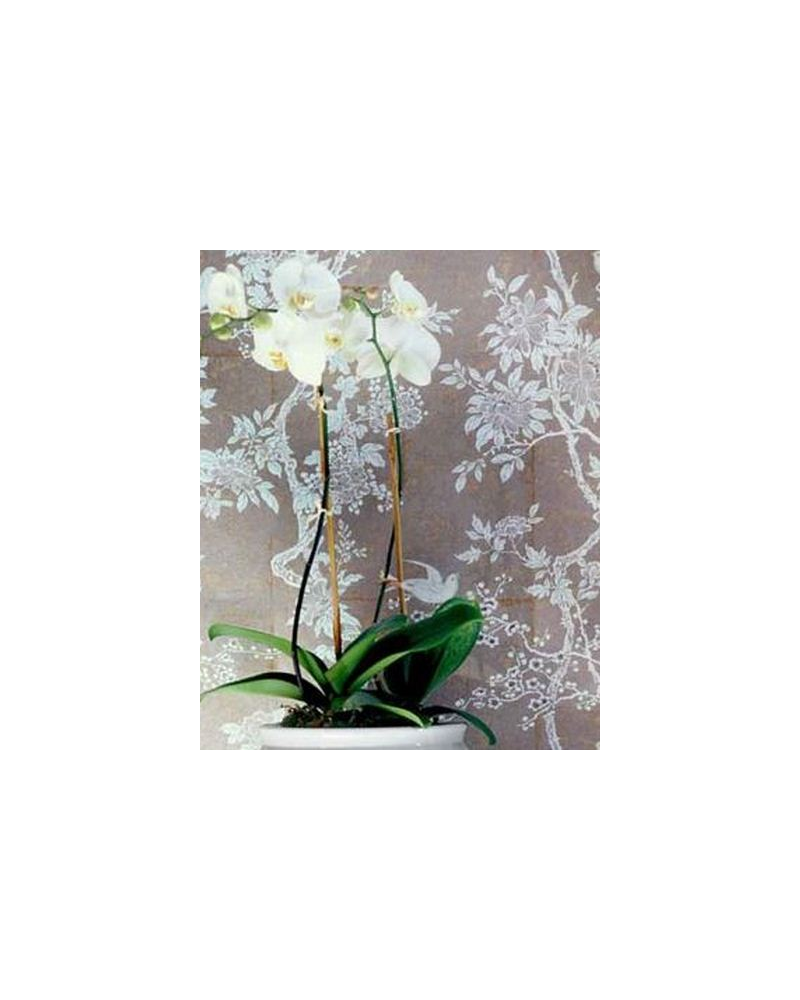 Wallpaper PRL048-07 MARLOWE FLORAL - Ralph Lauren Home