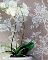 Wallpaper PRL048-07 MARLOWE FLORAL - Ralph Lauren Home