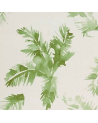 Palmiers - 4800043