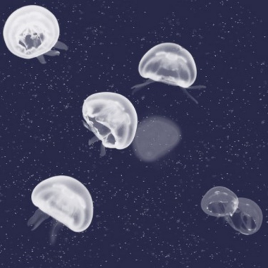 5800011 Jellyfish blu