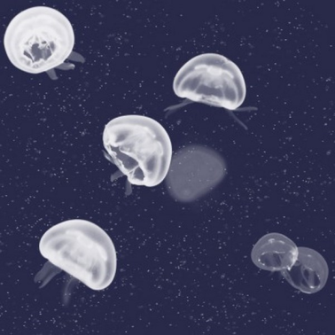 Papel de parede 5800011 Jellyfish blue - COORDONNE