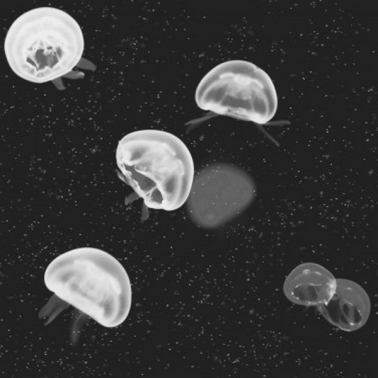 Tapete 5800012 Jellyfish black - COORDONNE