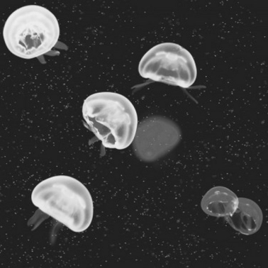 58.000 Jellyfish schwarz