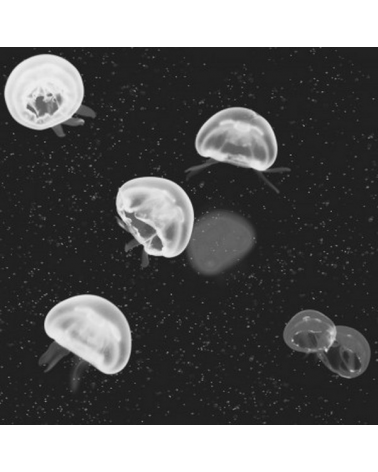 5800012 Jellyfish preto