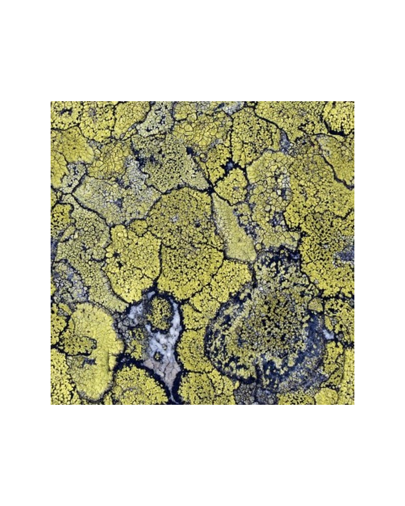 Papel Pintado 5800063 Liquen Original - COORDONNE Papel Pintado 5800063 Liquen Original - COORDONNE