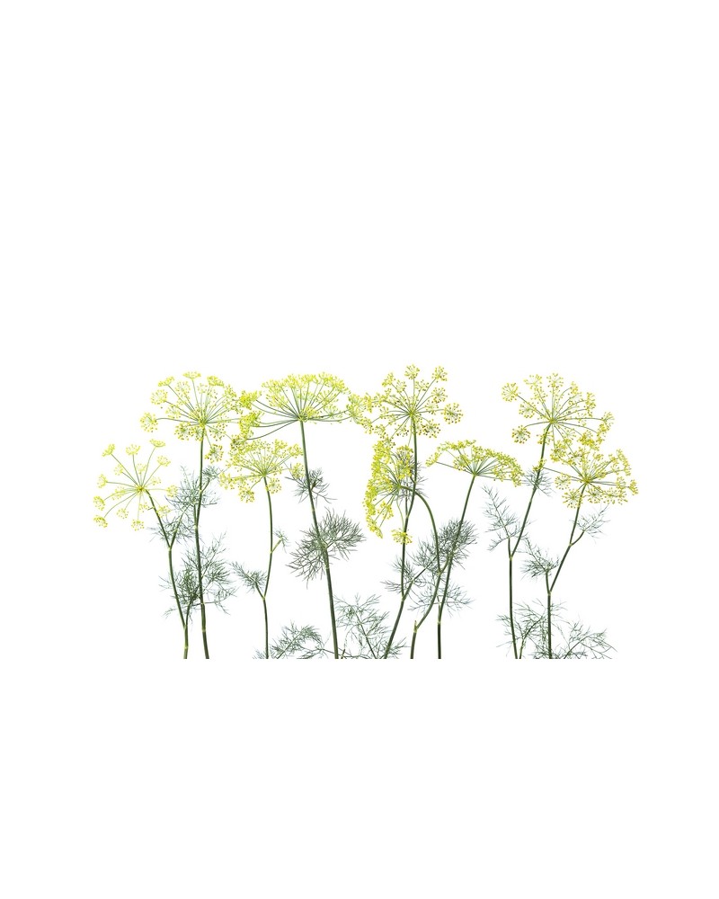 Carta da Parati R12951-9 CROWN OF DILL - REBEL WALLS Carta da Parati R12951-9 CROWN OF DILL - REBEL WALLS