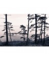 Papier peint R13021-8 OLD PINE TREES - REBEL WALLS