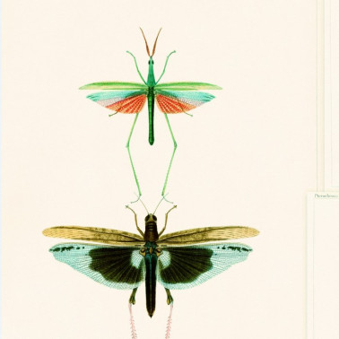 Papel Pintado ENTOMOLOGY Green WP20234 - MIND THE GAP