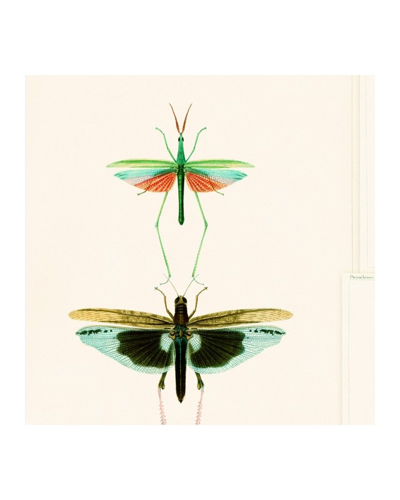 Papel de parede ENTOMOLOGY Green WP20234 - MIND THE GAP Papel de parede ENTOMOLOGY Green WP20234 - MIND THE GAP