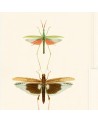 ENTOMOLOGIE WP20233