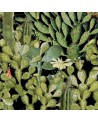 Papel Pintado OPUNTIA Anthracite WP20165 - MIND THE GAP