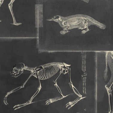 Papel Pintado ZOOARCHAEOLOGY Anthracite WP20237 - MIND THE GAP