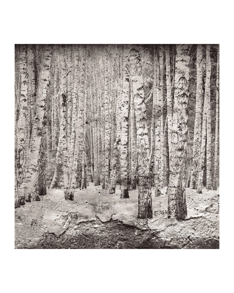 Wallpaper 6500201 BROKEN FOREST BLACK - COORDONNE Wallpaper 6500201 BROKEN FOREST BLACK - COORDONNE
