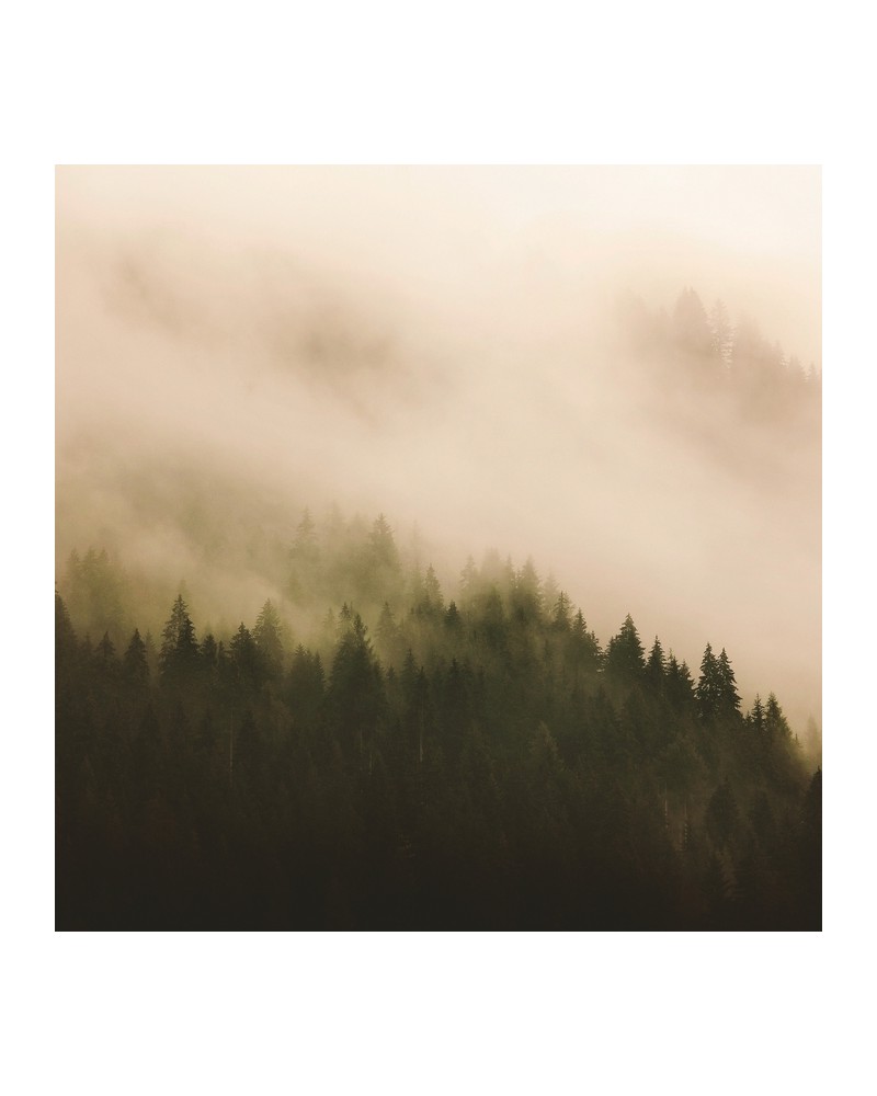 Papel de parede 6500204 WOODS FOR FOREST - COORDONNE Papel de parede 6500204 WOODS FOR FOREST - COORDONNE