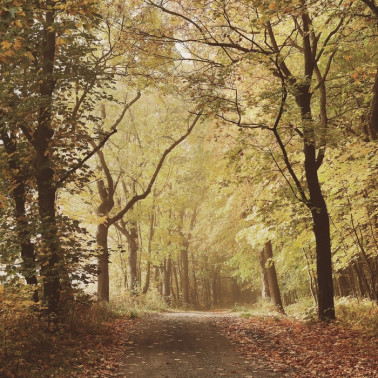 Papel Pintado 6500207 WOODS OCTOBER PATH - COORDONNE
