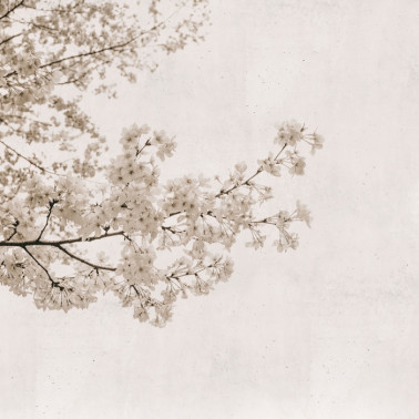 Wallpaper 6500305 BLOSSOM ALMOND TREE GREY - COORDONNE