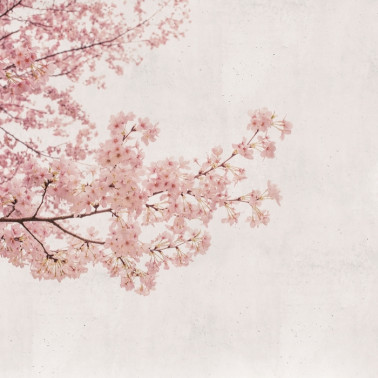 Carta da Parati 6500306 BLOSSOM ALMOND TREE PINK - COORDONNE