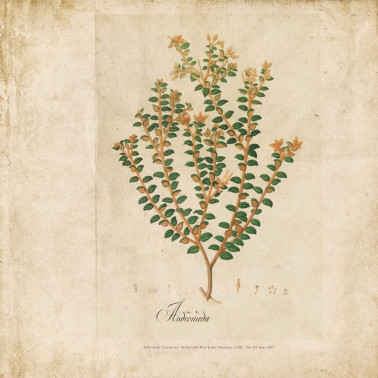 Papel Pintado 6500503 BOTANICAL DRAWING - COORDONNE