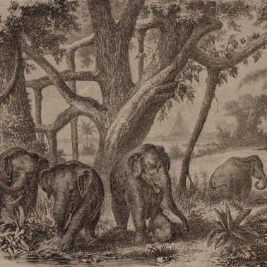 Papel Pintado 6500506 ELEPHANTS - COORDONNE