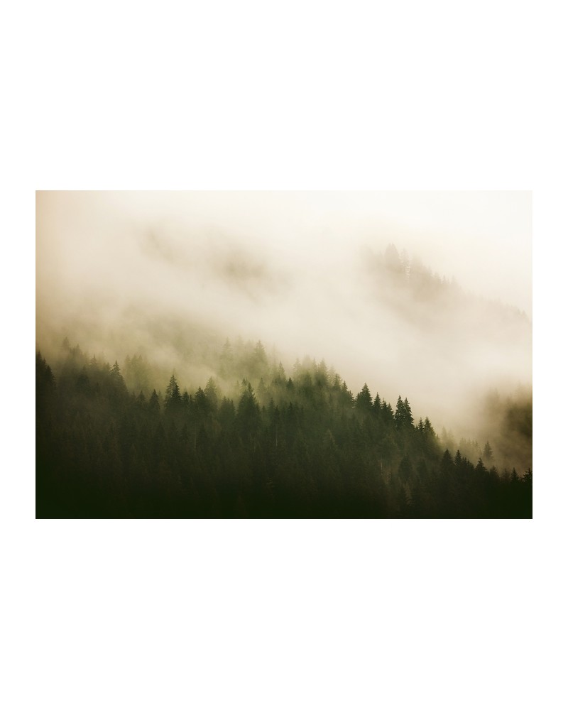 Papier peint 6500204 WOODS FOR FOREST - COORDONNE