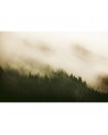 Papier peint 6500204 WOODS FOR FOREST - COORDONNE