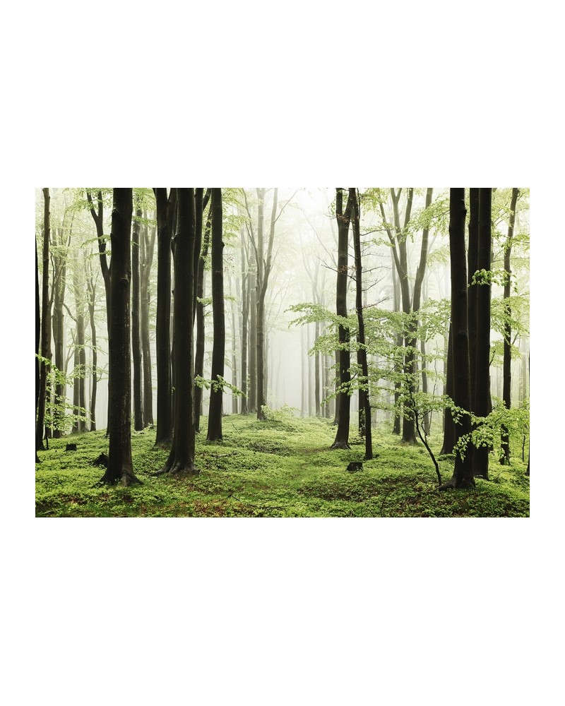 Papel Pintado 6500208 WOODS SUMMER PATH - COORDONNE