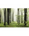 Papel Pintado 6500208 WOODS SUMMER PATH - COORDONNE