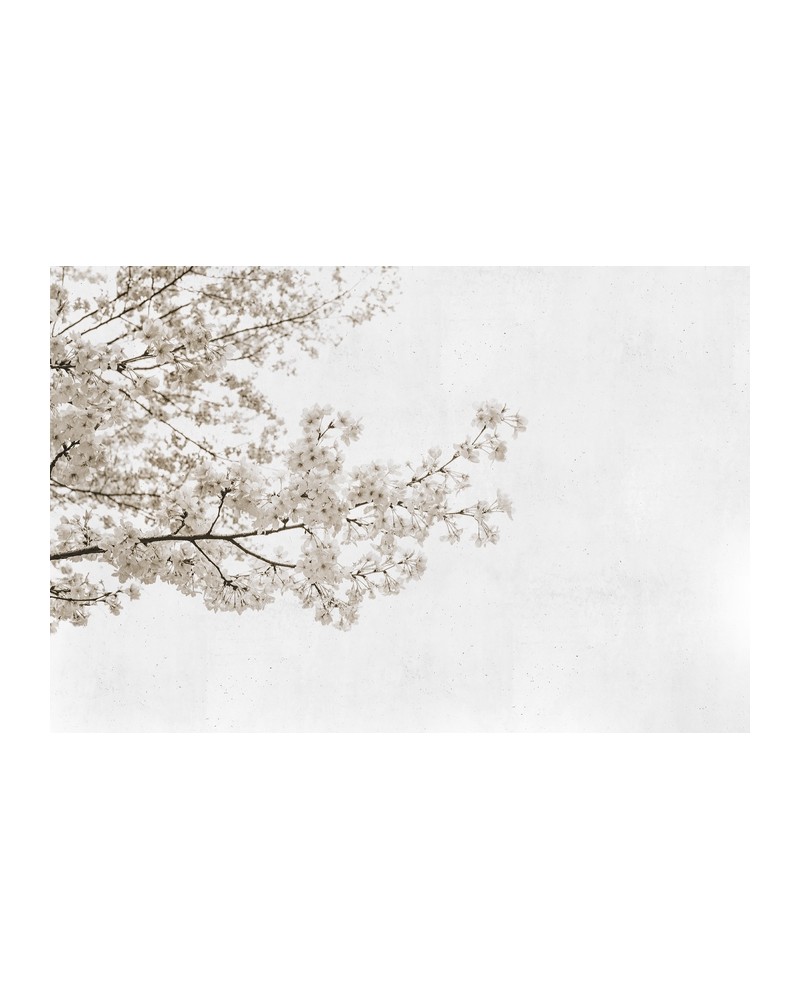 Wallpaper 6500305 BLOSSOM ALMOND TREE GREY - COORDONNE