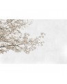 Wallpaper 6500305 BLOSSOM ALMOND TREE GREY - COORDONNE