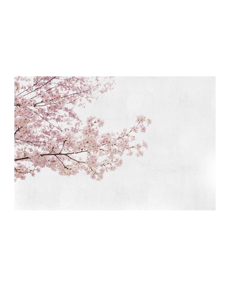 Papier peint 6500306 BLOSSOM ALMOND TREE PINK - COORDONNE