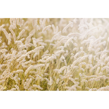 Papel Pintado R12961-8 LAY IN THE HAY - REBEL WALLS