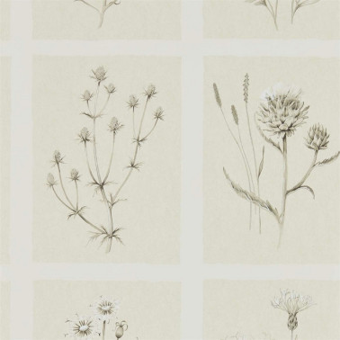 Papel de parede LITTLE THISTLES DEBB216511 - Sanderson