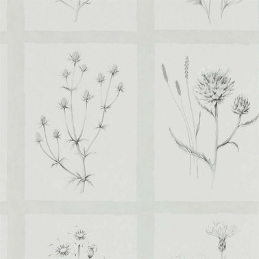 Papel de parede LITTLE THISTLES DEBB216512 - Sanderson