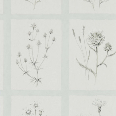 Papel de parede LITTLE THISTLES DEBB216513 - Sanderson