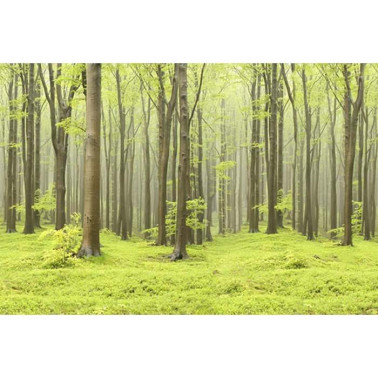 Wallpaper R10101 Deciduous Forest - REBEL WALLS