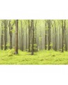 Wallpaper R10101 Deciduous Forest - REBEL WALLS