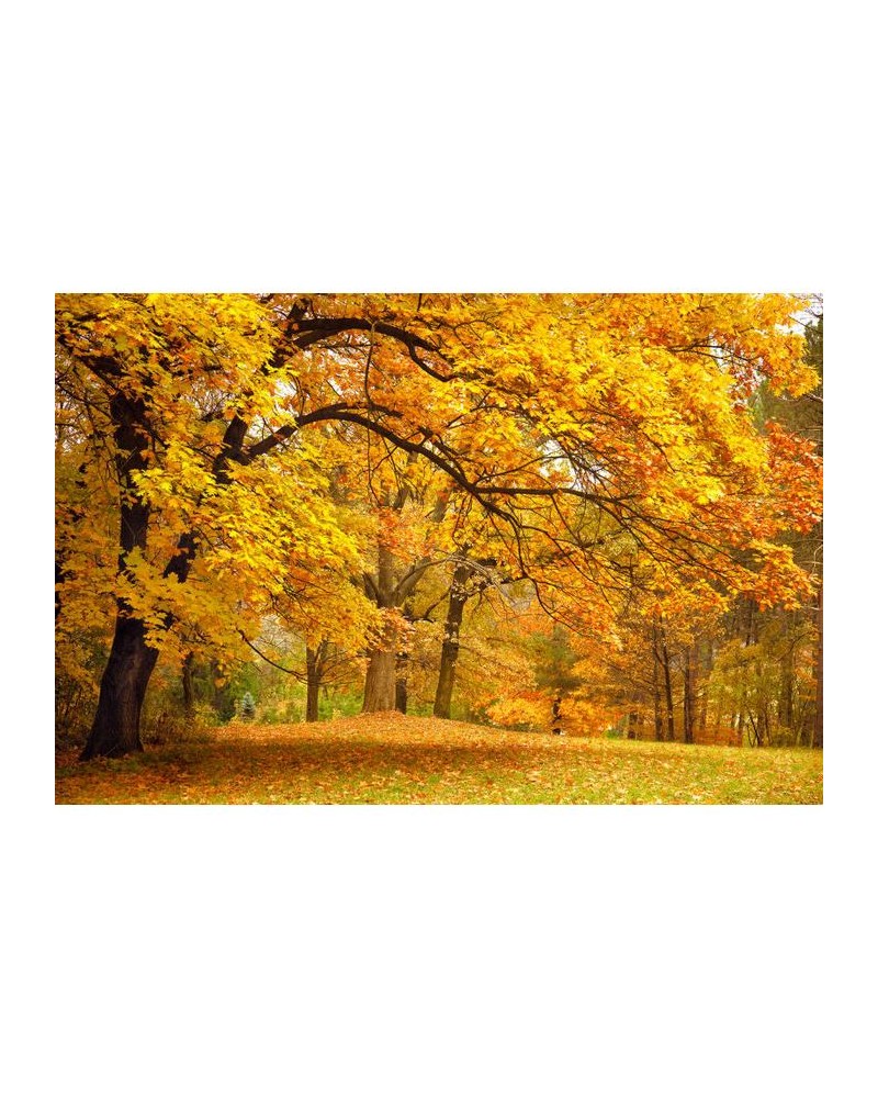 R10191 Yellow Leafy Trees