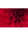 Tapete R10601 Dahlia - REBEL WALLS