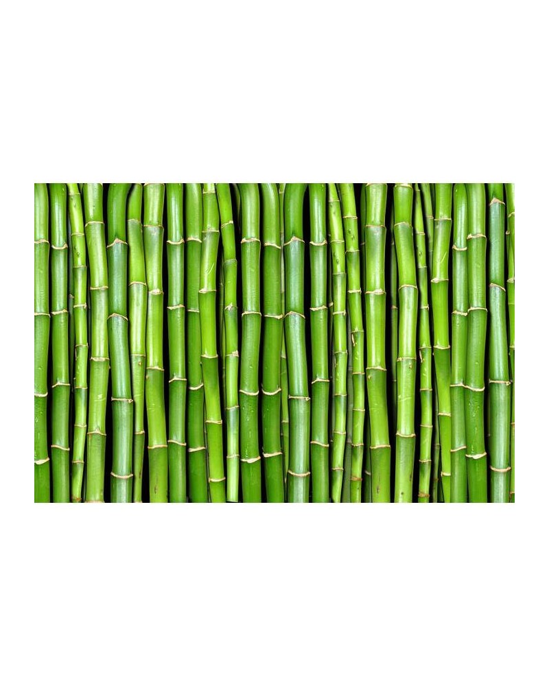 Papier peint R11821 Bamboo - REBEL WALLS Papier peint R11821 Bamboo - REBEL WALLS