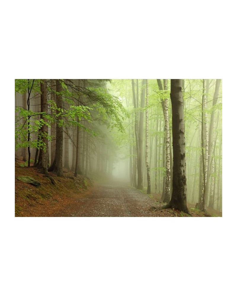 Papel de parede R12471 Forest Path - REBEL WALLS Papel de parede R12471 Forest Path - REBEL WALLS