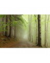 Carta da Parati R12471 Forest Path - REBEL WALLS
