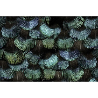 Papel de parede R15091 Peacock Plumage - REBEL WALLS