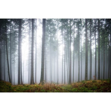 Papel Pintado R15201 Forest Glade - REBEL WALLS