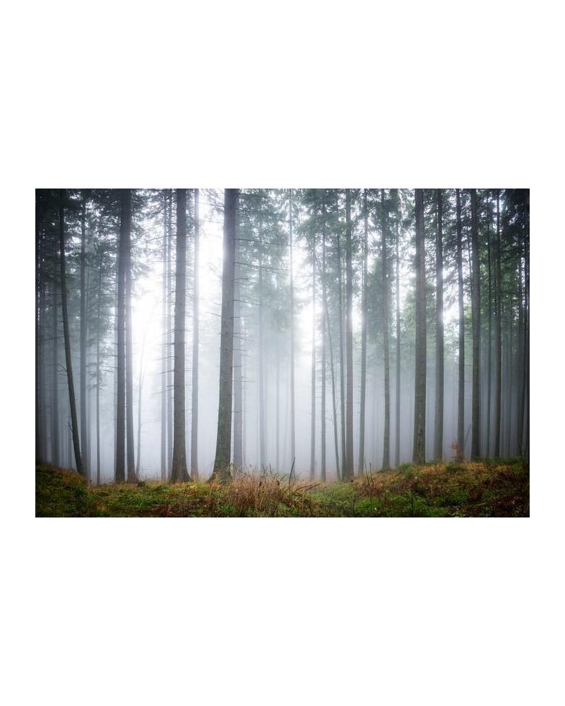 Papel de parede R15201 Forest Glade - REBEL WALLS Papel de parede R15201 Forest Glade - REBEL WALLS