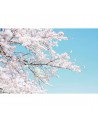 Papel de parede R15541 Cherry Tree - REBEL WALLS