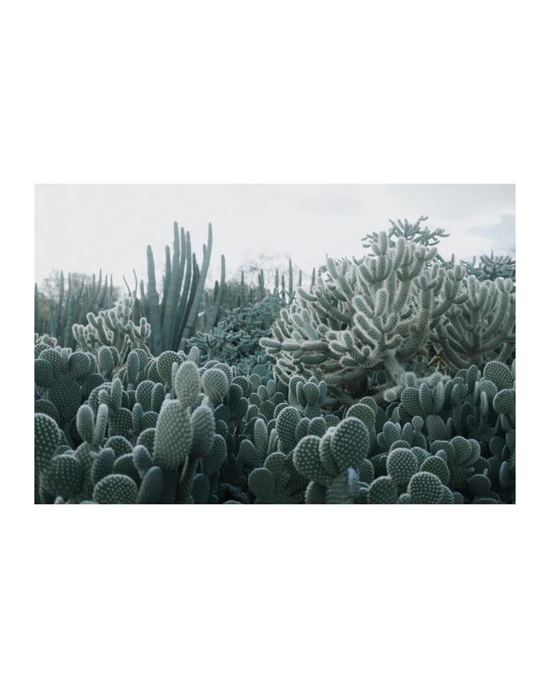 R15611 Cacti