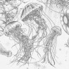 Papel de parede MEDUSA 17513-1 - LONDON ART