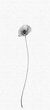 Carta da Parati THE SECOND WAVE 14150 10 - LONDON ART