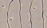 Tapete D.N.A. INKLDPH1602 - INKIOSTRO BIANCO