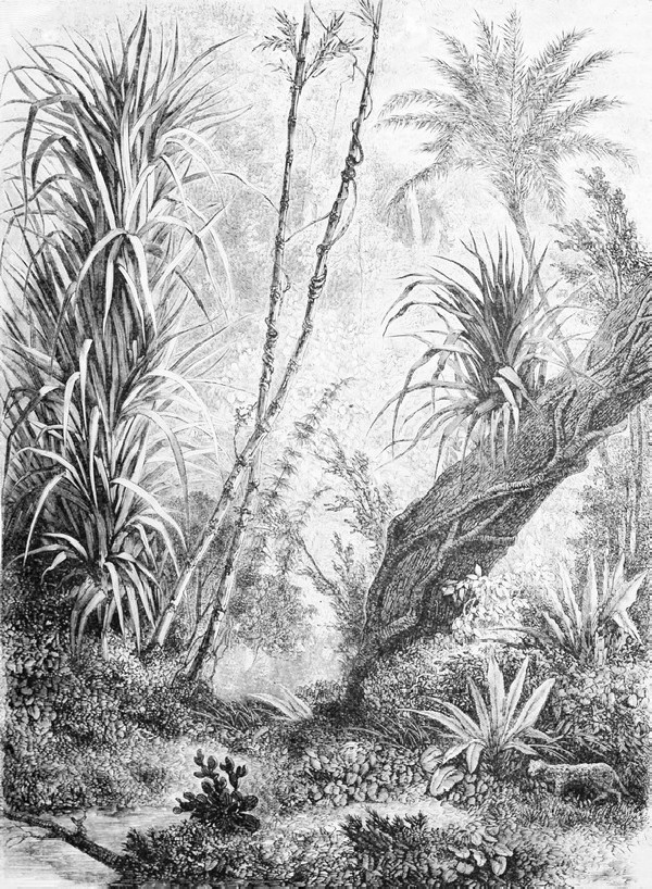 Papel Pintado FORESTA INKDFFU1601 - INKIOSTRO BIANCO